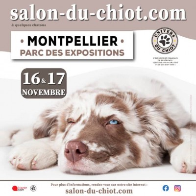 Univers du Chiot à Montpelier